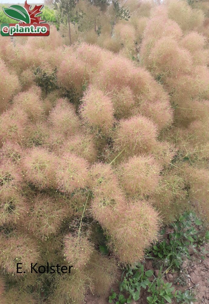 Cotinus cogg. Young Lady plantmetbloem 3