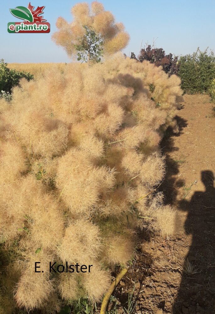 Cotinus cogg. Young Lady plantmetbloem