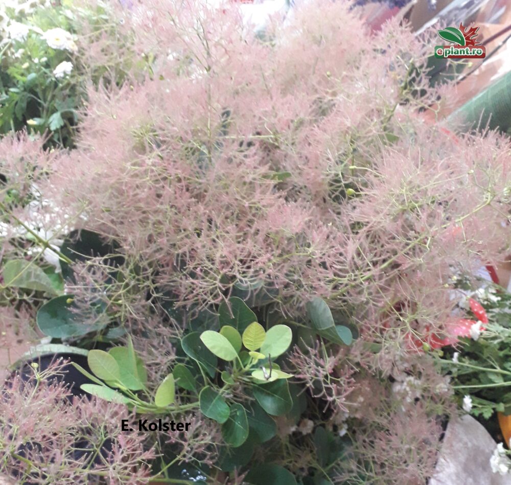 Cotinus cogg. Young Lady prb