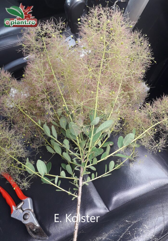 Cotinus cogg. Young Lady tak