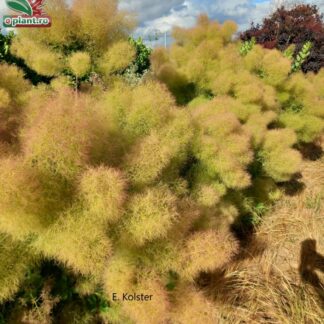 Cotinus coggygria 'Young Lady'