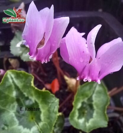 Cyclamen hederifolia 'Rose'