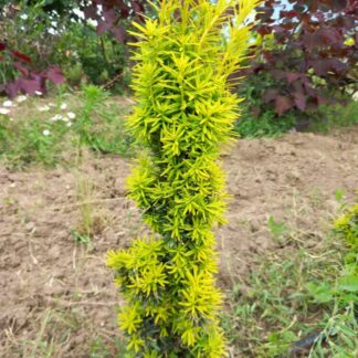 Taxus baccata 'Fastigiata Aurea'