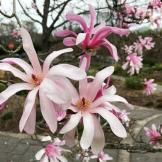 Magnolia loebneri 'Leonard Messel'