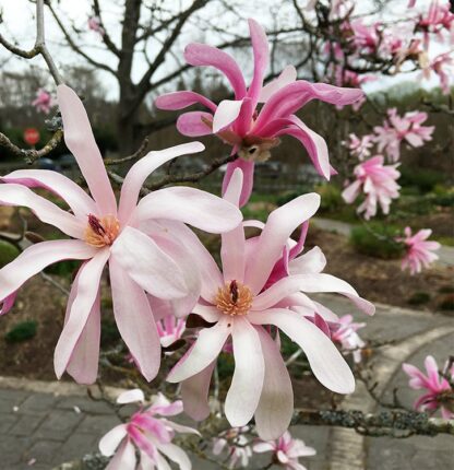 Magnolia loebneri 'Leonard Messel'