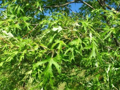 Acer sacchariunum 'Born's Gracious'