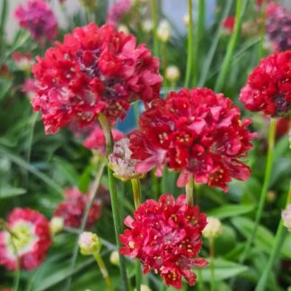 Armeria maritima 'Ballerina Red'