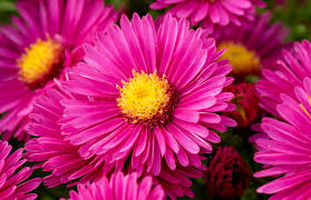 Aster 'Jenny'