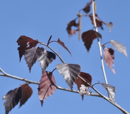 Betula pendula 'Purpurea'