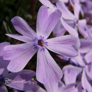 Phlox 'Purple Beauty'