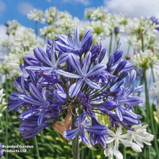 Agapanthus africanus 'African Skies'