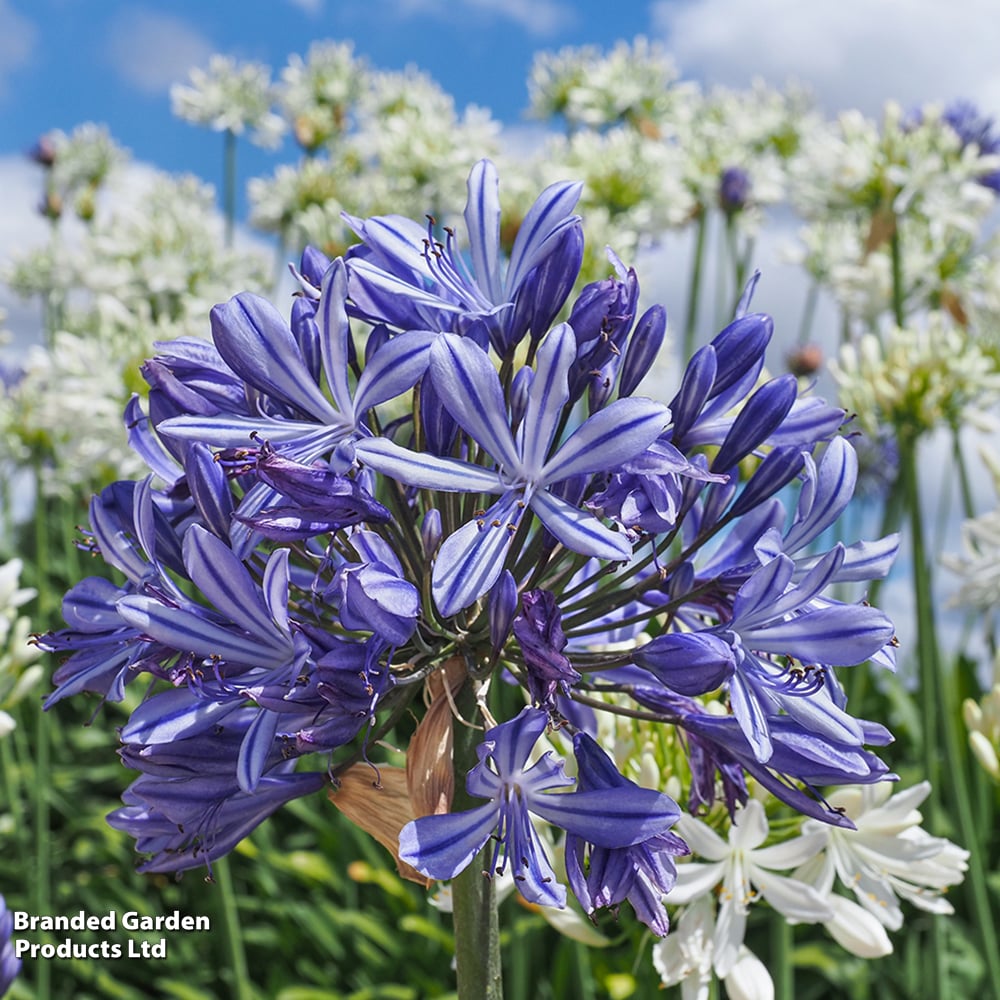 AGAP_AFRICANSK_bloem Agapanthus africanus 'African Skies'