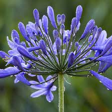 agapanthus bloem agapanthus africanus