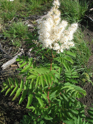 sorbaria sorbifolia bloem