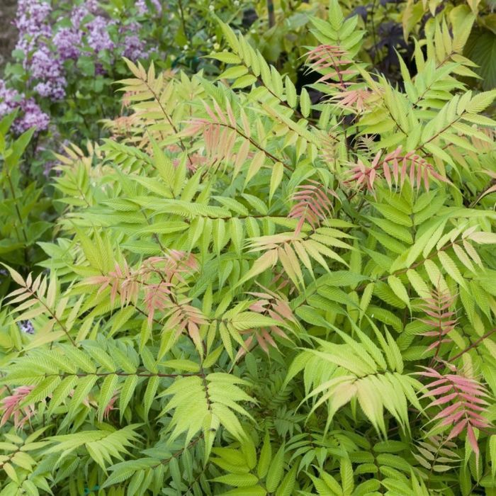 sorbaria sorbifolia sorbaria sorbifolia