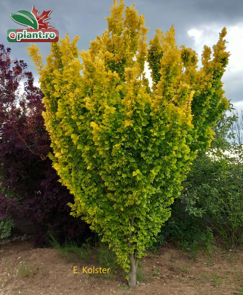 Ulmus h. 'Wredei' bij appelboom