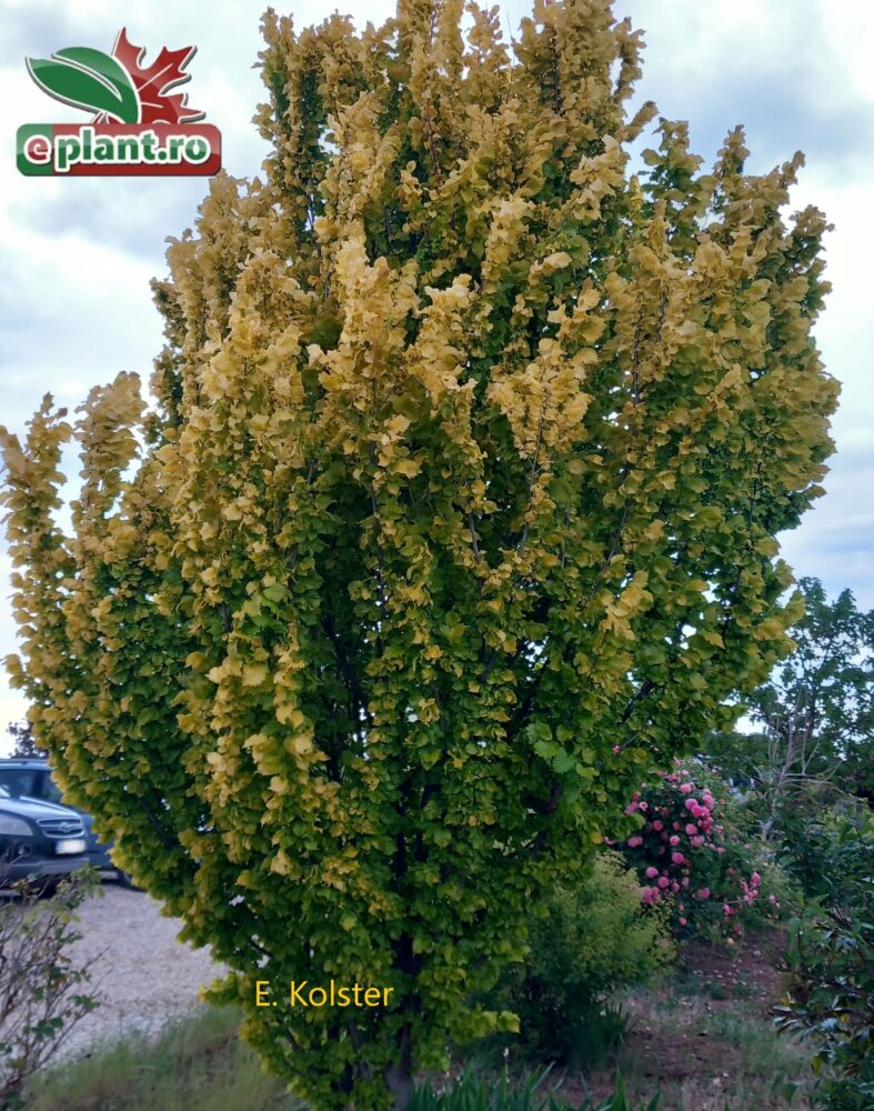 Ulmus h. 'Wredei' bij cotinus