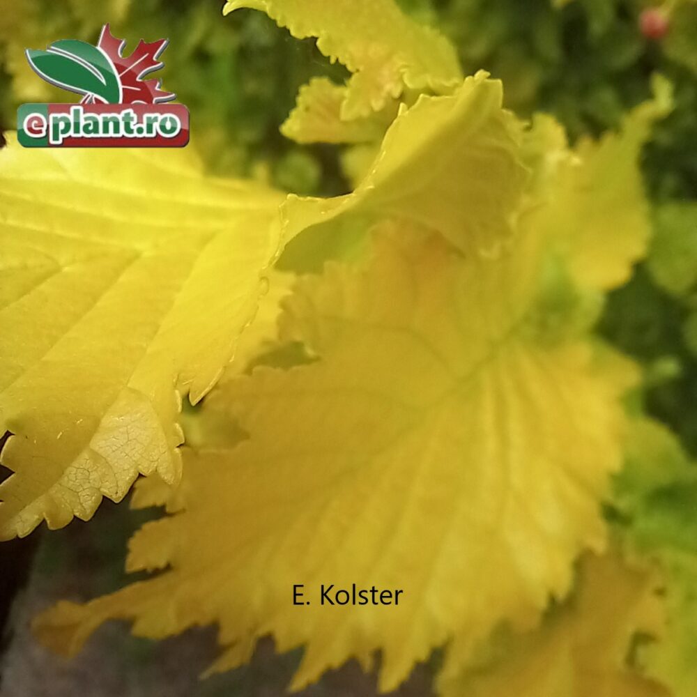 Ulmus h. 'Wredei' dubbel blad