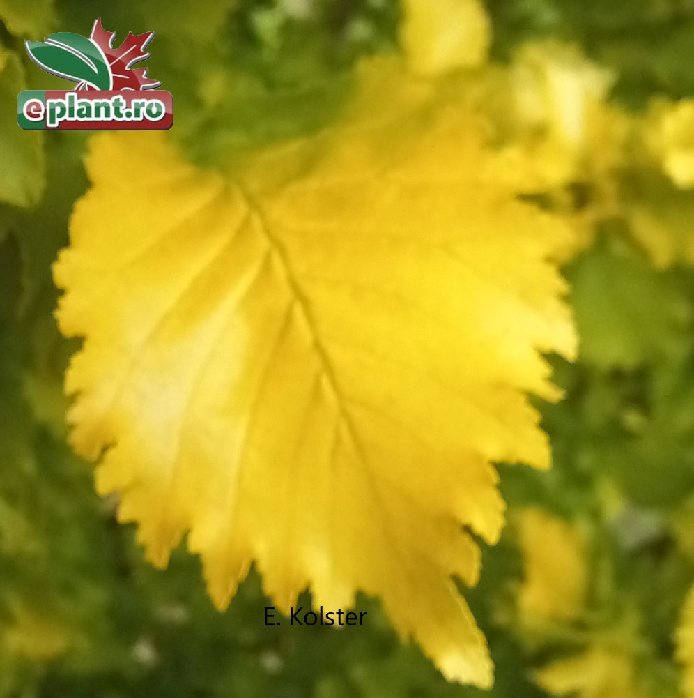 Ulmus h. 'Wredei' enkel blad Ulmus x hollandica 'Wredei'