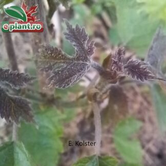 Broussonetia papyrifera