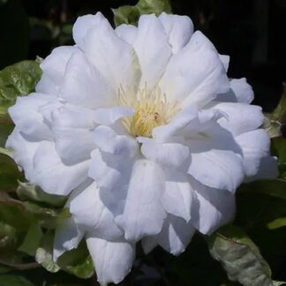 Clematis 'Duchess of Edinburgh'