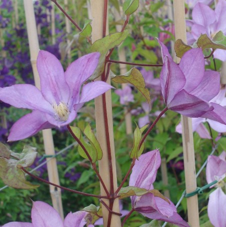 clematis proteus begin bloem