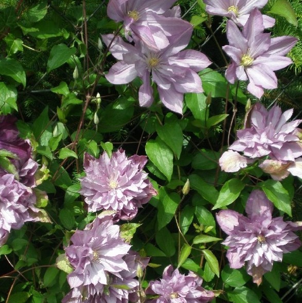 clematis proteus bloeiende plant