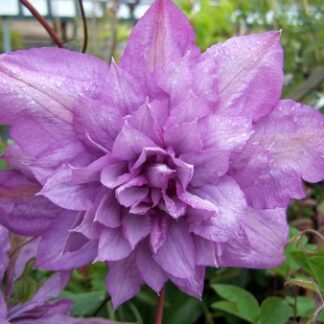 Clematis 'Proteus'