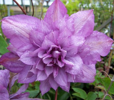 clematis proteus volle bloem Clematis 'Proteus'