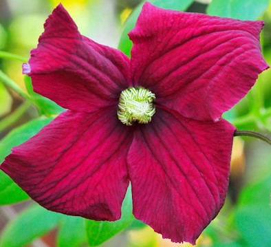 clematis vitiwester een bloem