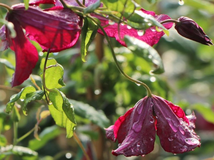 clematis vitiwester hangende bloemen