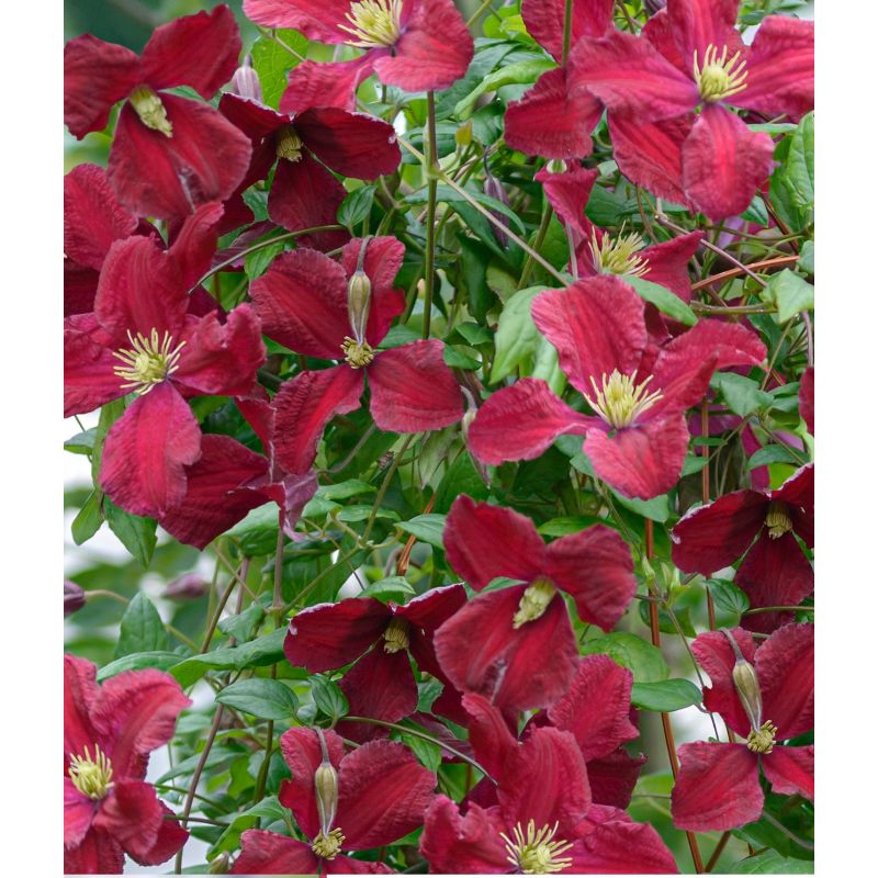 clematis vitiwester plant