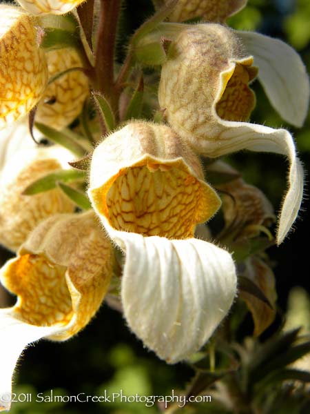 Digitalis-trojana-bloem
