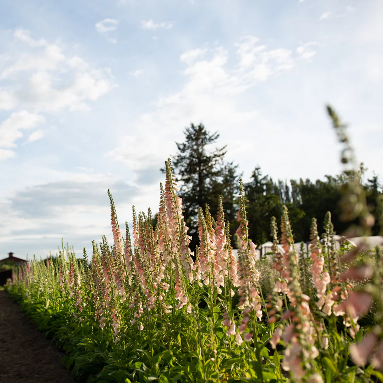 digitalis apricot beauty veld bloemen