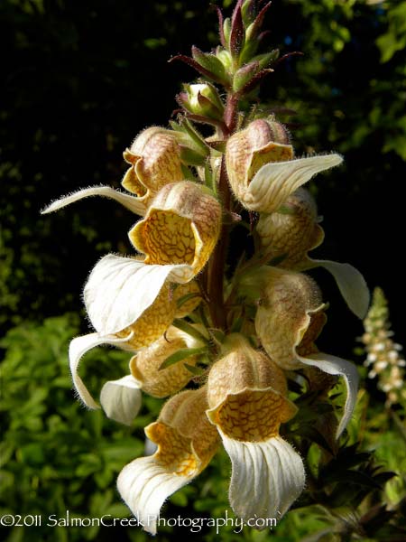 digitalis trojana bloemen Digitalis 'Trojana'