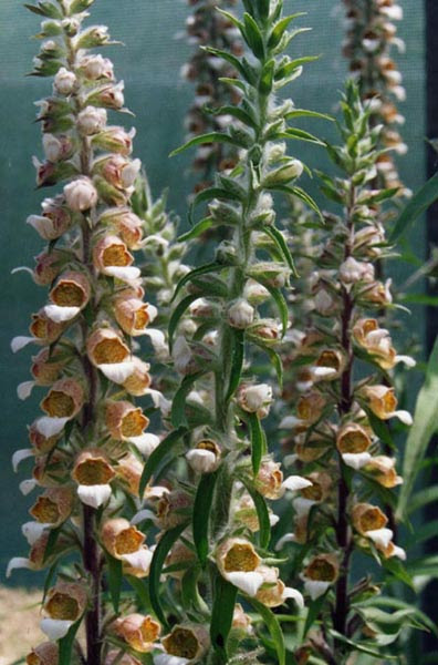 digitalis trojana lange bloemen