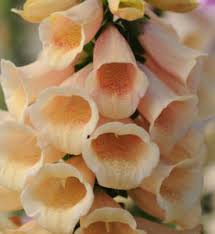 digitlalis apricot beauty bloem