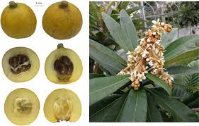 eriobotria vrucht