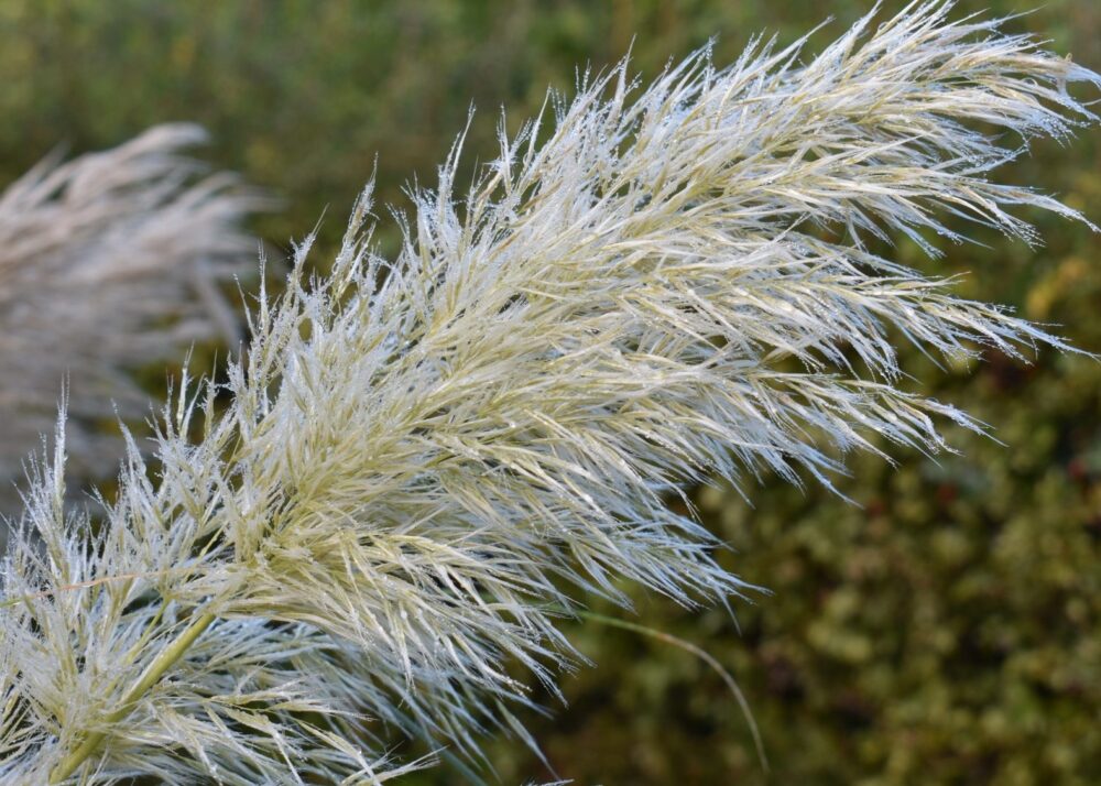 Cortaderia-selloana-Pumila bloem