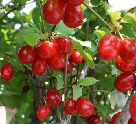 cornus mas vruchten Cornus mas