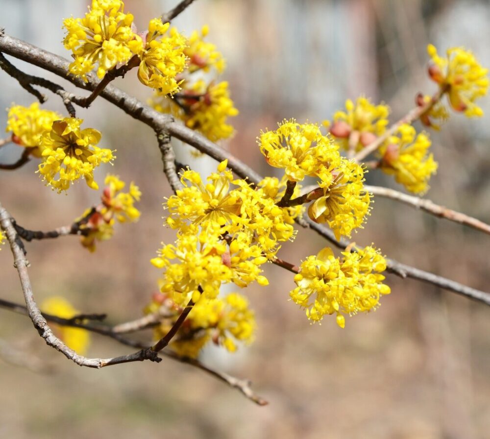 cornus_mas bloemen