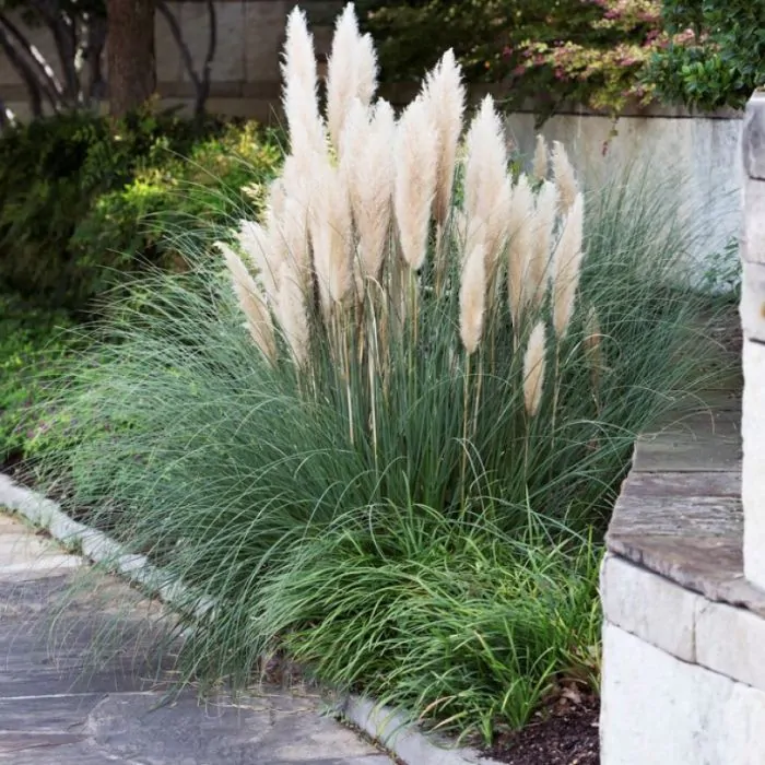 cortaderia_selloana_pumila_-_pampasgras_pumila cortaderia selloana