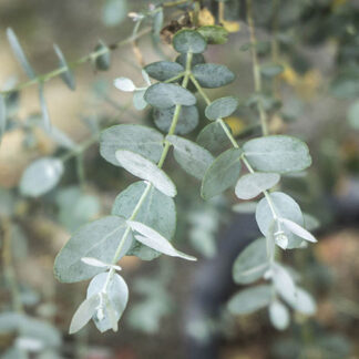 Eucalyptus gunnii
