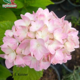 Hydrangea macrophylla 'Otaksa'